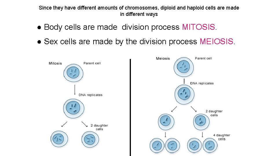 Since they have different amounts of chromosomes, diploid and haploid cells are made in