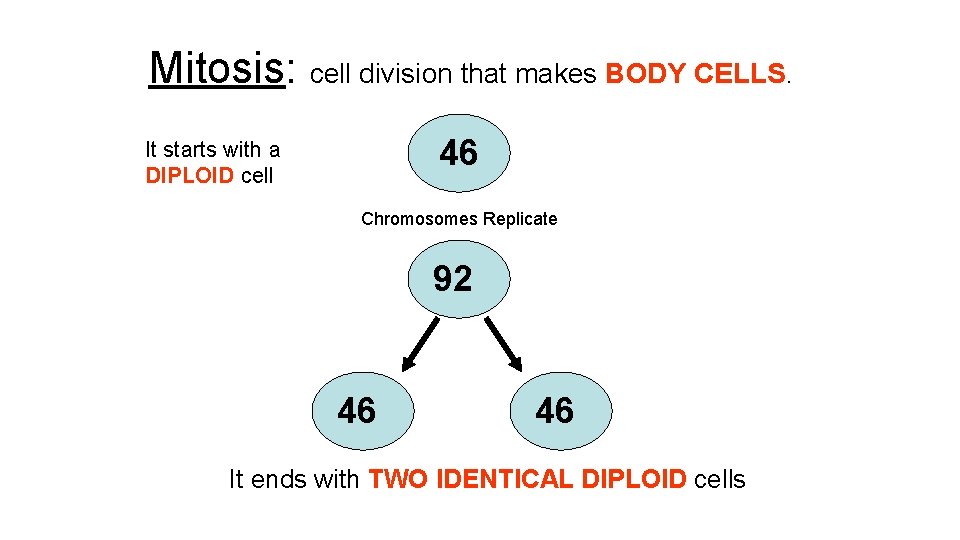 Mitosis: cell division that makes BODY CELLS. 46 It starts with a DIPLOID cell