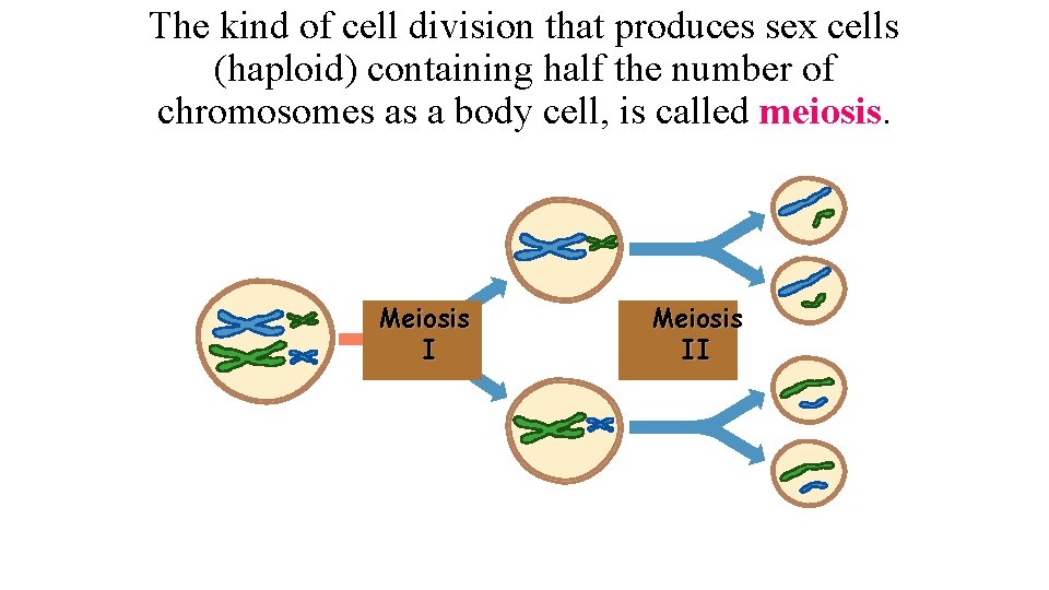 The kind of cell division that produces sex cells (haploid) containing half the number