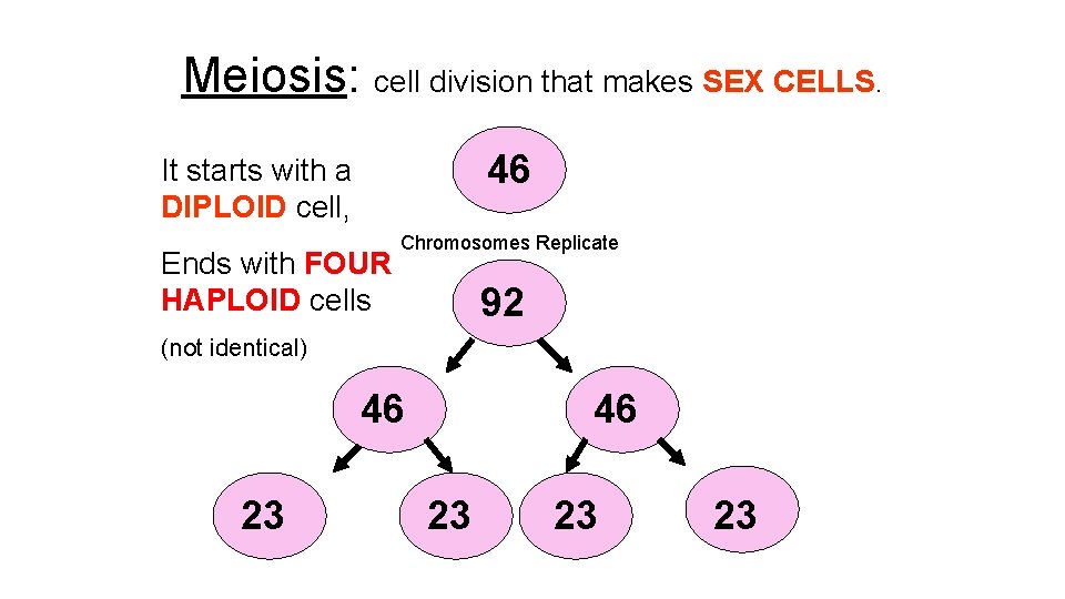 Meiosis: cell division that makes SEX CELLS. 46 It starts with a DIPLOID cell,