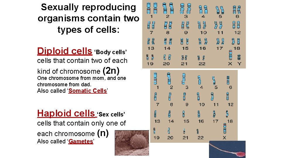 Sexually reproducing organisms contain two types of cells: Diploid cells ‘Body cells’ cells that