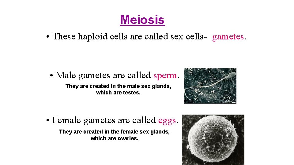 Meiosis • These haploid cells are called sex cells- gametes. • Male gametes are