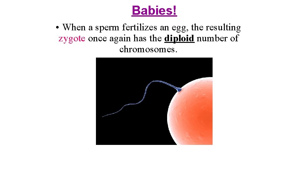 Babies! • When a sperm fertilizes an egg, the resulting zygote once again has