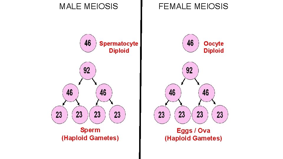 MALE MEIOSIS Spermatocyte Diploid Sperm (Haploid Gametes) FEMALE MEIOSIS Oocyte Diploid Eggs / Ova