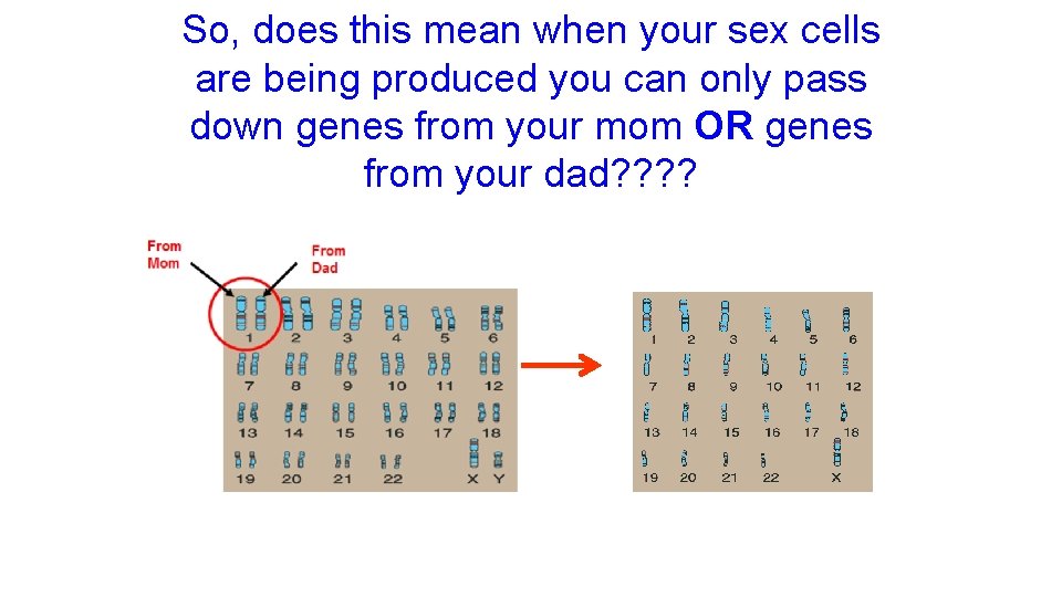 So, does this mean when your sex cells are being produced you can only