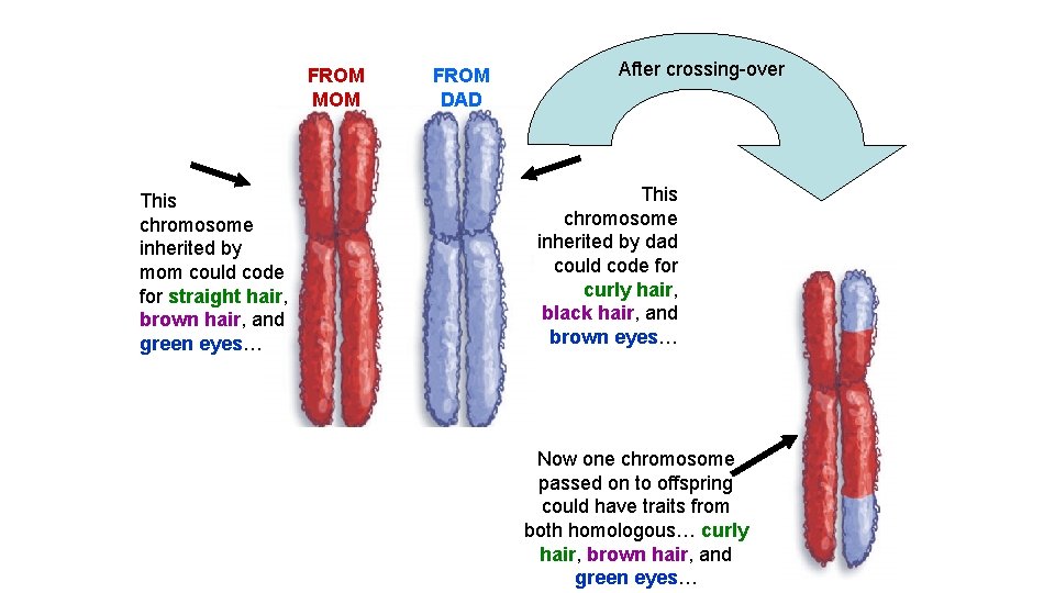 FROM MOM This chromosome inherited by mom could code for straight hair, brown hair,