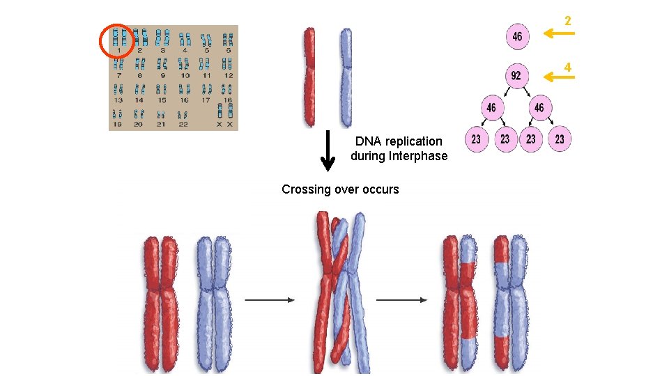 2 4 DNA replication during Interphase Crossing over occurs 