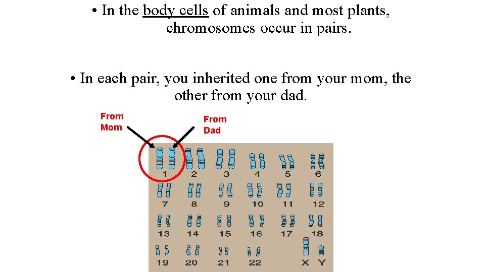  • In the body cells of animals and most plants, chromosomes occur in