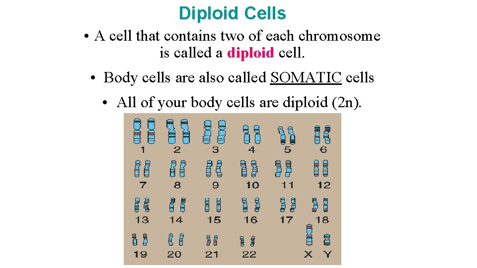 Diploid Cells • A cell that contains two of each chromosome is called a