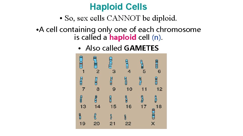 Haploid Cells • So, sex cells CANNOT be diploid. • A cell containing only