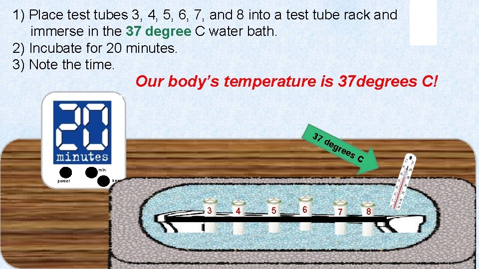 1) Place test tubes 3, 4, 5, 6, 7, and 8 into a test