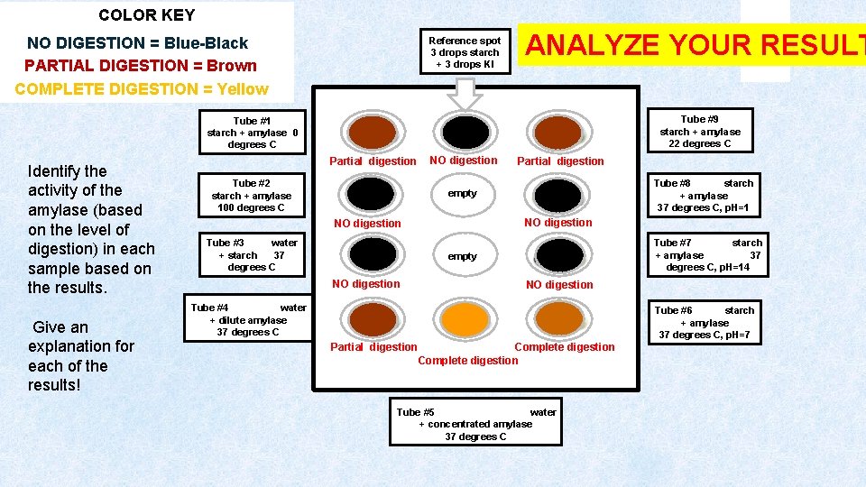 COLOR KEY NO DIGESTION = Blue-Black PARTIAL DIGESTION = Brown COMPLETE DIGESTION = Yellow