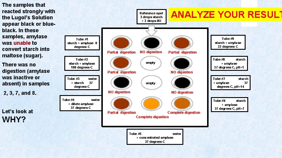 The samples that reacted strongly with the Lugol’s Solution appear black or blueblack. In