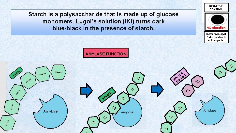 NEGATIVE CONTROL Starch is a polysaccharide that is made up of glucose monomers. Lugol’s
