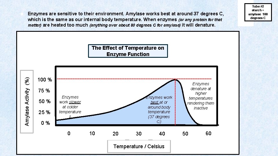 Enzymes are sensitive to their environment. Amylase works best at around 37 degrees C,