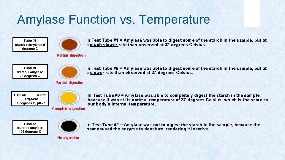 Amylase Function vs. Temperature In Test Tube #1 = Amylase was able to digest