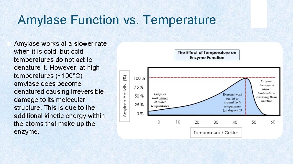 Amylase Function vs. Temperature Amylase works at a slower rate when it is cold,