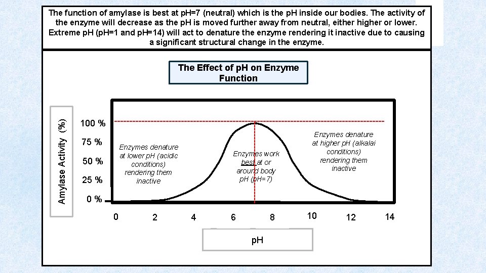 The function of amylase is best at p. H=7 (neutral) which is the p.