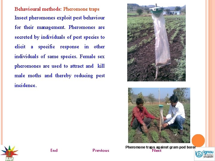 Behavioural methods: Pheromone traps Insect pheromones exploit pest behaviour for their management. Pheromones are