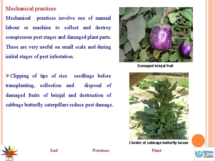Mechanical practices involve use of manual labour or machine to collect and destroy conspicuous