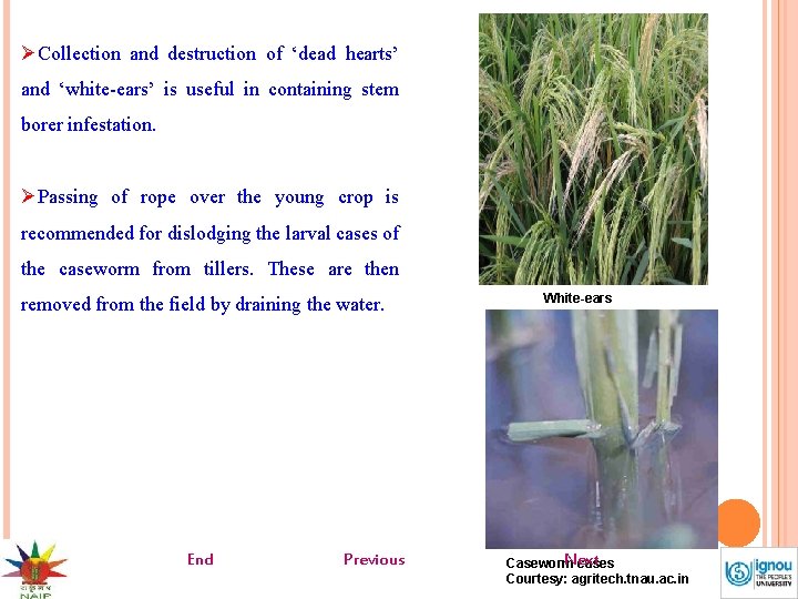 ØCollection and destruction of ‘dead hearts’ and ‘white-ears’ is useful in containing stem borer