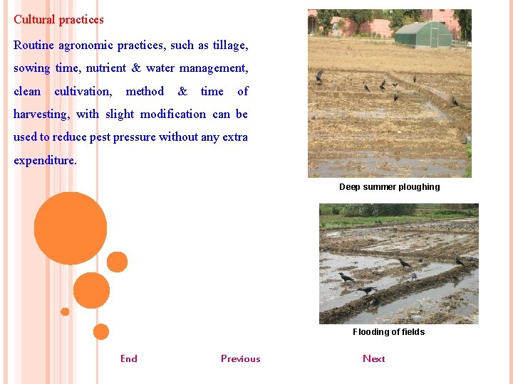 Cultural practices Routine agronomic practices, such as tillage, sowing time, nutrient & water management,