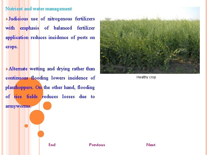 Nutrient and water management ØJudicious use of nitrogenous fertilizers with emphasis of balanced fertilizer