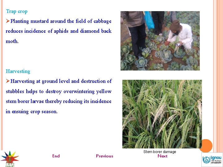 Trap crop ØPlanting mustard around the field of cabbage reduces incidence of aphids and