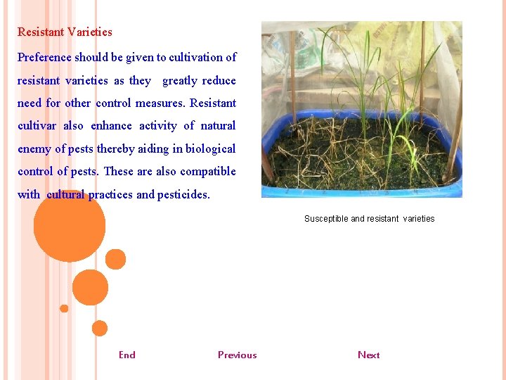 Resistant Varieties Preference should be given to cultivation of resistant varieties as they greatly