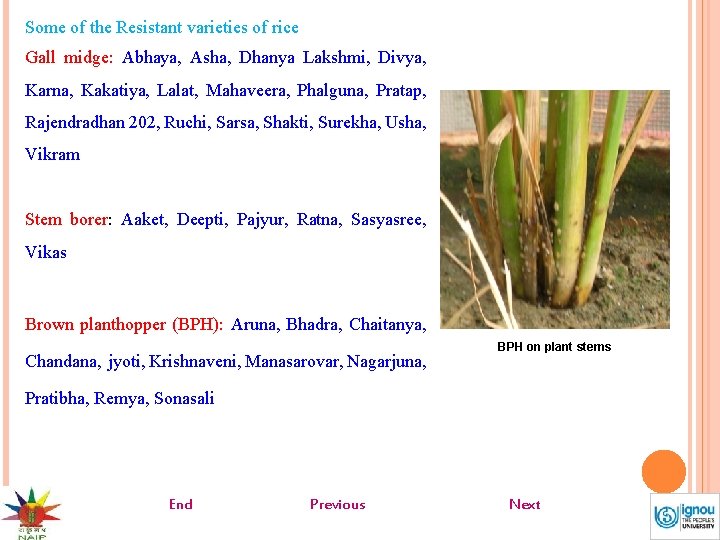 Some of the Resistant varieties of rice Gall midge: Abhaya, Asha, Dhanya Lakshmi, Divya,