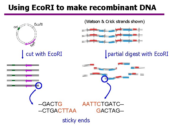 Using Eco. RI to make recombinant DNA (Watson & Crick strands shown) partial digest