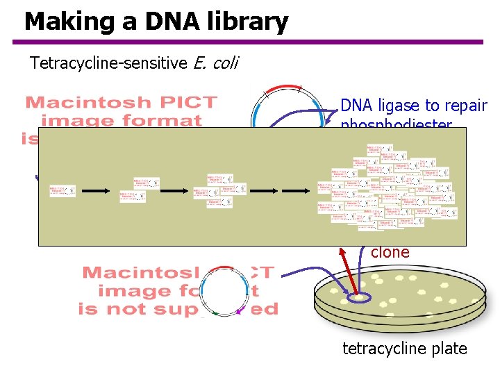 Making a DNA library Tetracycline-sensitive E. coli DNA ligase to repair phosphodiester backbone transformation