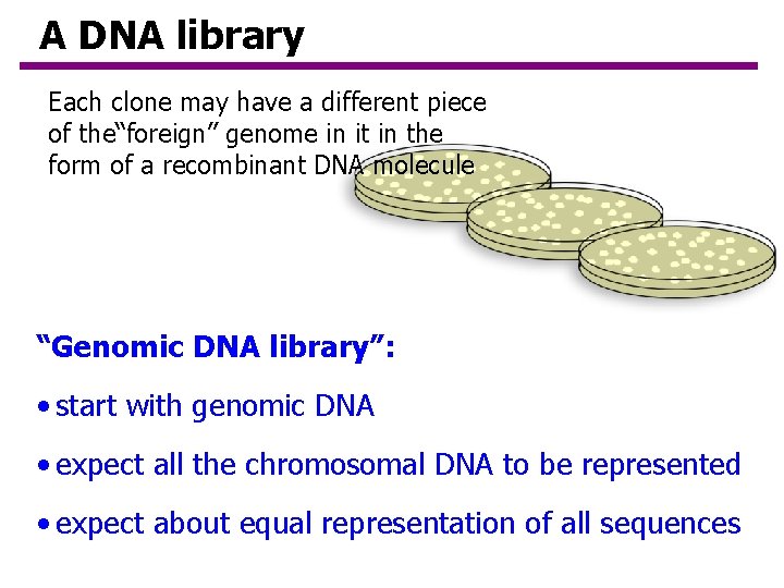 A DNA library Each clone may have a different piece of the“foreign” genome in