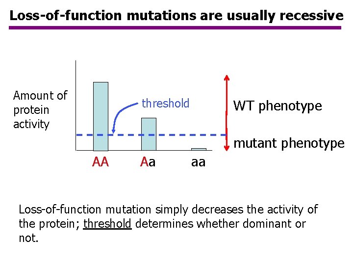 Loss-of-function mutations are usually recessive Amount of protein activity threshold WT phenotype mutant phenotype