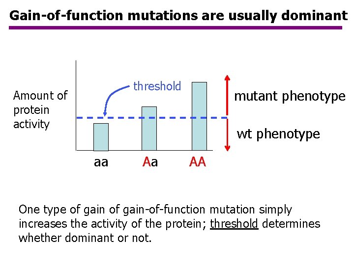 Gain-of-function mutations are usually dominant threshold Amount of protein activity mutant phenotype wt phenotype