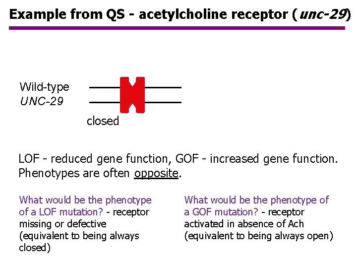 Example from QS - acetylcholine receptor (unc-29) acetylcholine + outside Wild-type UNC-29 closed open