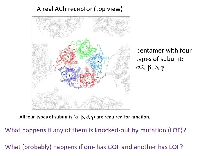 A real ACh receptor (top view) pentamer with four types of subunit: a 2,