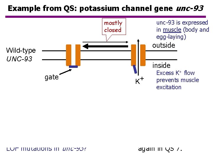 Example from QS: potassium channel gene unc-93 mostly closed unc-93 is expressed in muscle