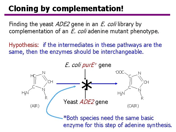 Cloning by complementation! Finding the yeast ADE 2 gene in an E. coli library