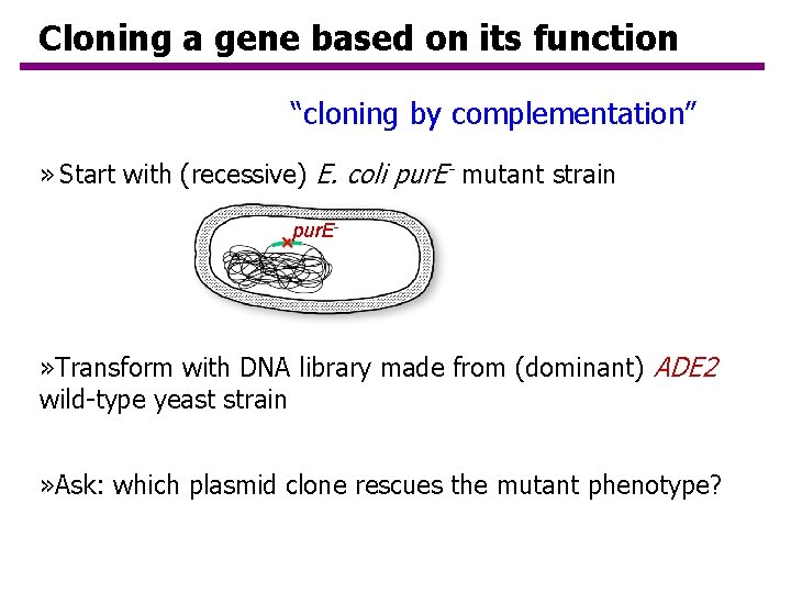 Cloning a gene based on its function “cloning by complementation” » Start with (recessive)