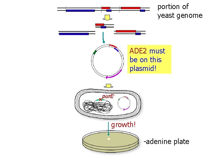 portion of yeast genome ADE 2 must be on this plasmid! pur. E- growth!