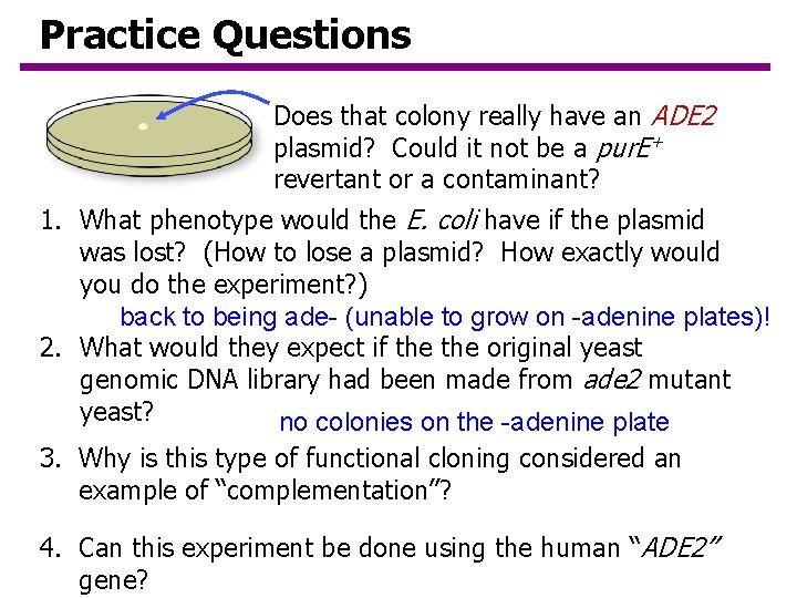 Practice Questions Does that colony really have an ADE 2 plasmid? Could it not