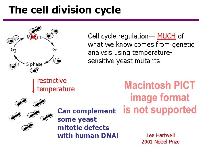 The cell division cycle Cell cycle regulation— MUCH of what we know comes from