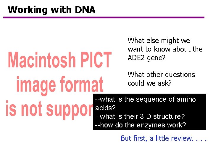 Working with DNA What else might we want to know about the ADE 2