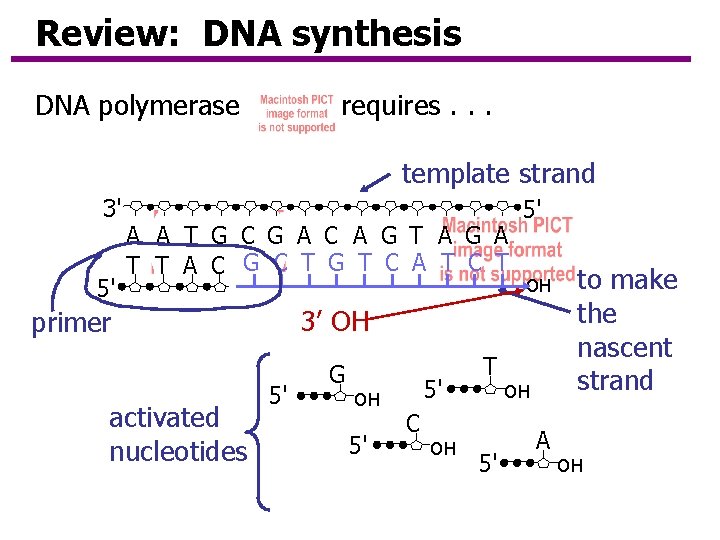 Review: DNA synthesis DNA polymerase requires. . . template strand 3' 5' A A