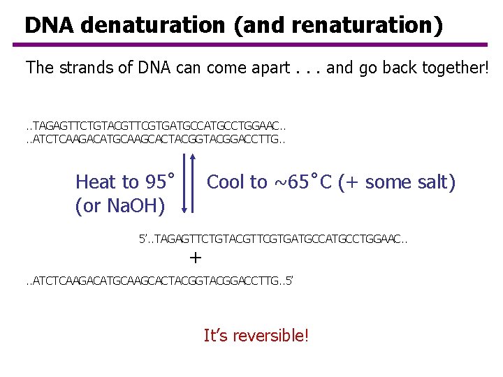 DNA denaturation (and renaturation) The strands of DNA can come apart. . . and