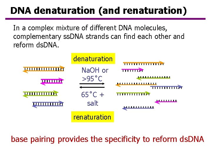DNA denaturation (and renaturation) In a complex mixture of different DNA molecules, complementary ss.