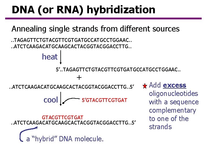 DNA (or RNA) hybridization Annealing single strands from different sources. . TAGAGTTCTGTACGTTCGTGATGCCTGGAAC. . ATCTCAAGACATGCAAGCACTACGGACCTTG.
