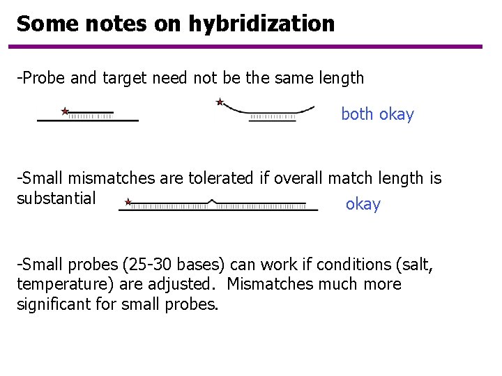 Some notes on hybridization -Probe and target need not be the same length both