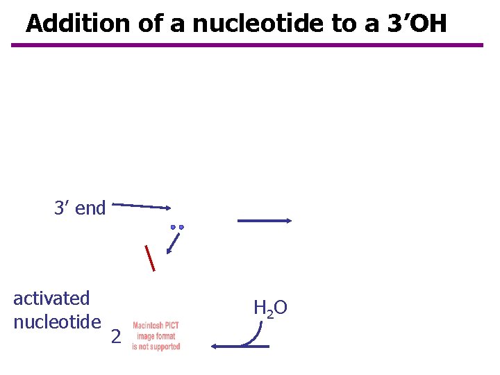 Addition of a nucleotide to a 3’OH new nucleotide at 3’ end activated nucleotide